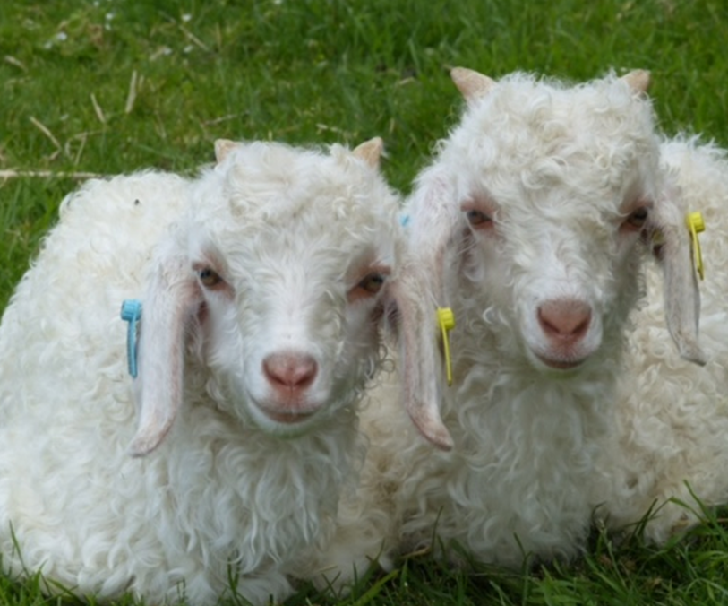 angora goat kids
